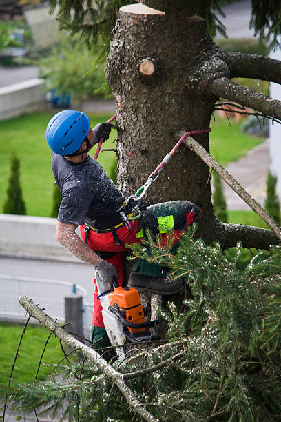 How Our Tree Care Process Works  in  Glencoe, FL